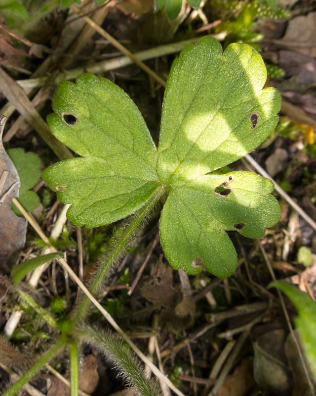 Ranunculus lanuginosus